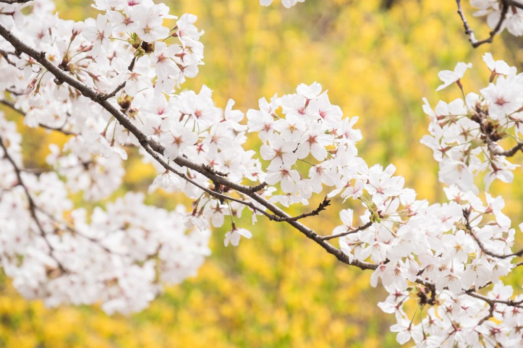 워커힐호텔, 봄 이미지, 벚꽃, Walkerhill, Spring, Cherry blossoms