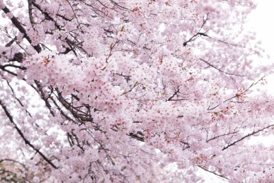 봄 이미지, 벚꽃, Spring, Cherry blossoms