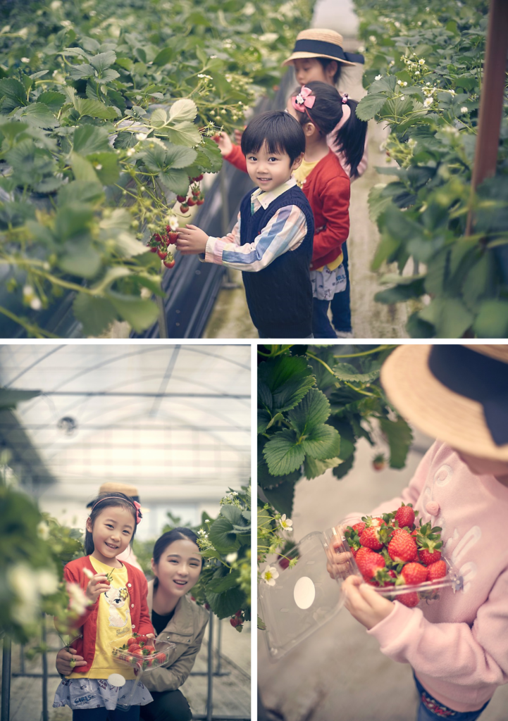 스트로베리 피킹 Strawberry Picking